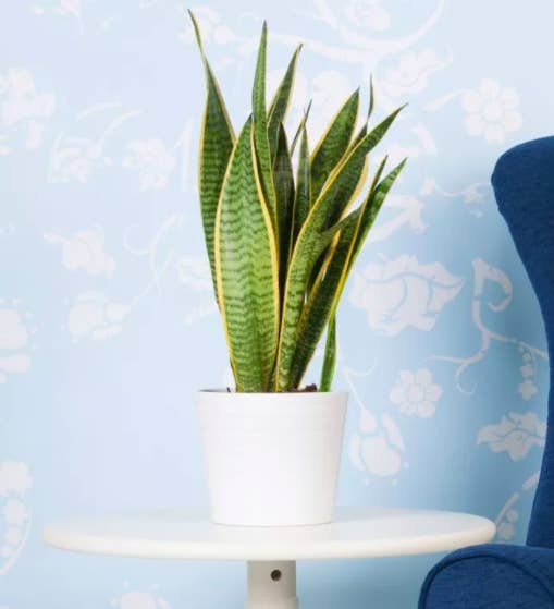 the snake plant in a white pot on a round white end table 