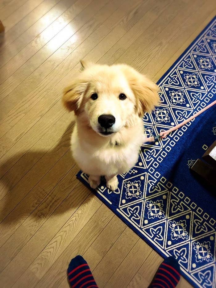 ニコモフ最強注意報発令 何の犬種が混ざっている子か当てられますか ニコモフ最強注意報発令 何の犬種が混ざっている子か当てられますか