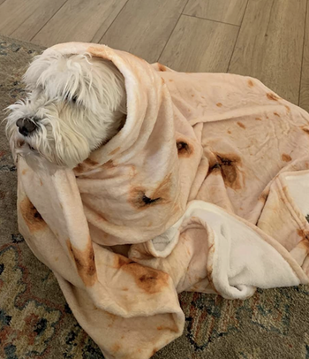reviewer photo of their dog wrapped in the tortilla blanket