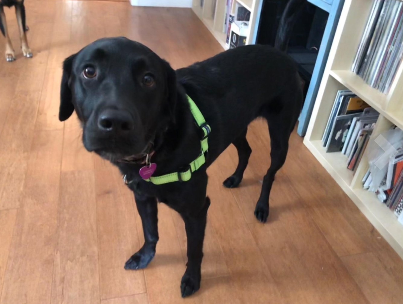 The dog harness in apple