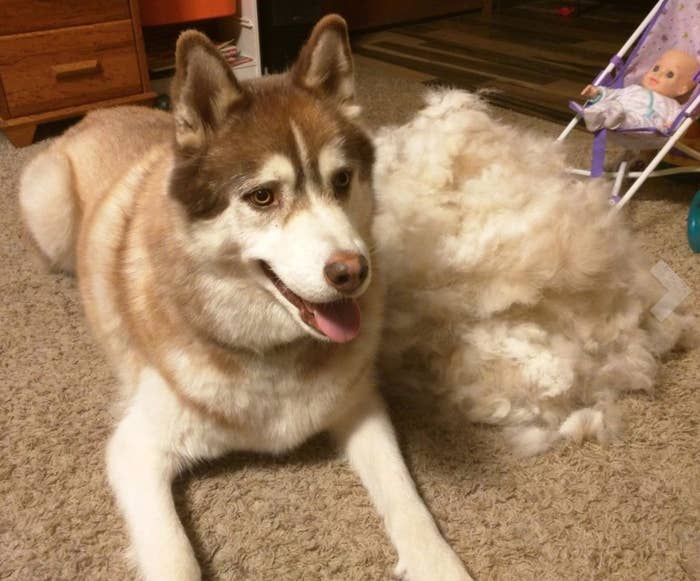 The furminator at work on a reviewer&#x27;s dog