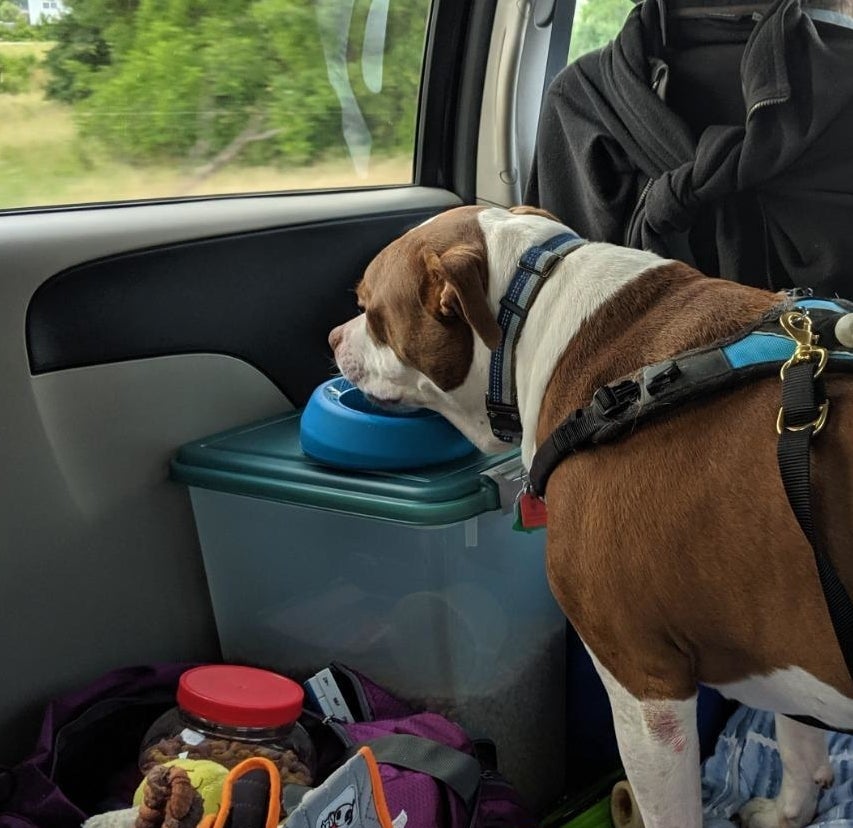 Reviewer&#x27;s photo of their dog drinking out of the no-spill blue water bowl