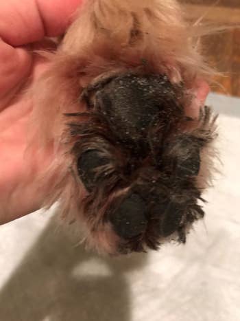 Reviewer's photo of their dog's paw with mud before using the MudBuster