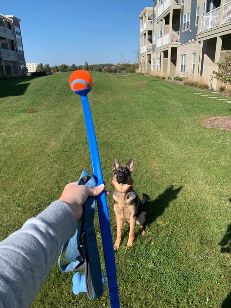 TheChuckit! ball launcher with the reviewer&#x27;s dog