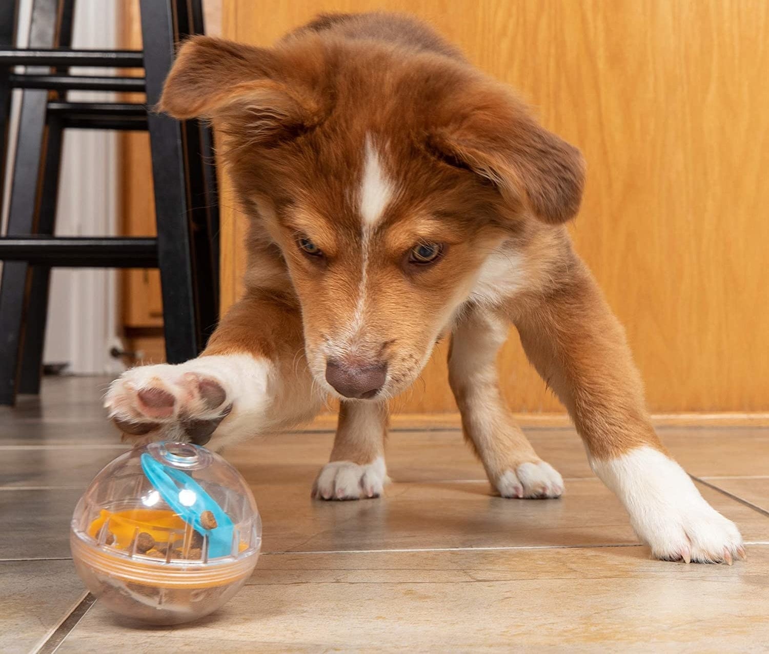 puppy playing with toy that has treats inside of it