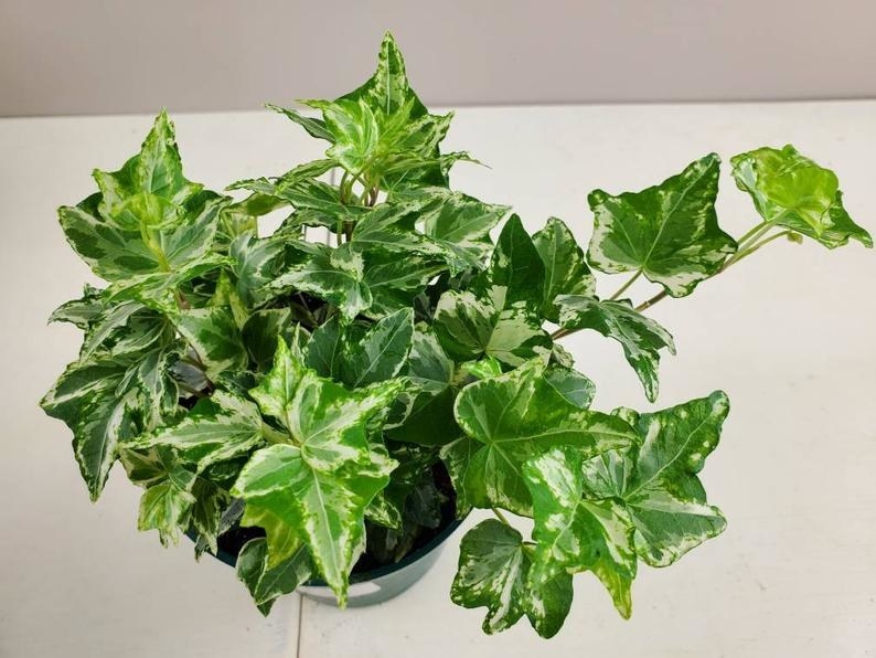 the potted English ivy plant