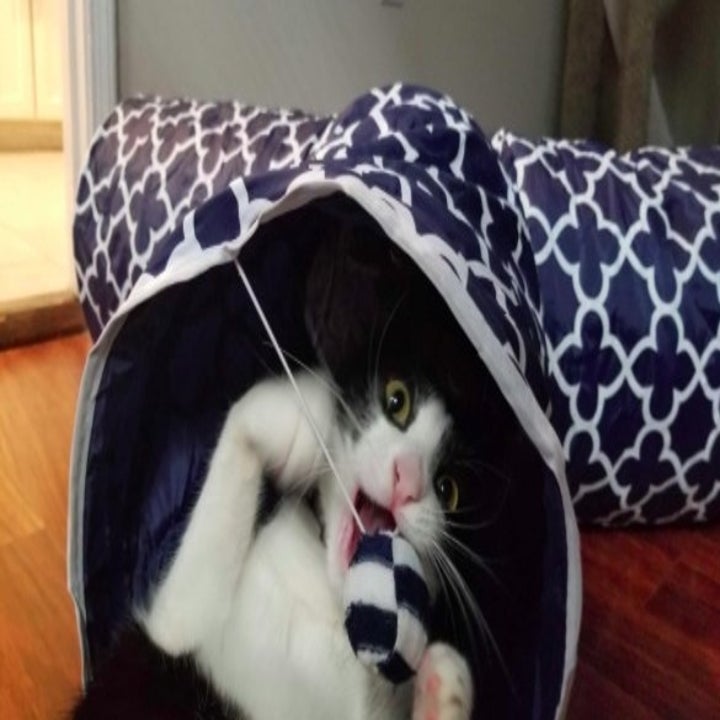 cat eating a chew toy that's hanging down from a cat tunnel