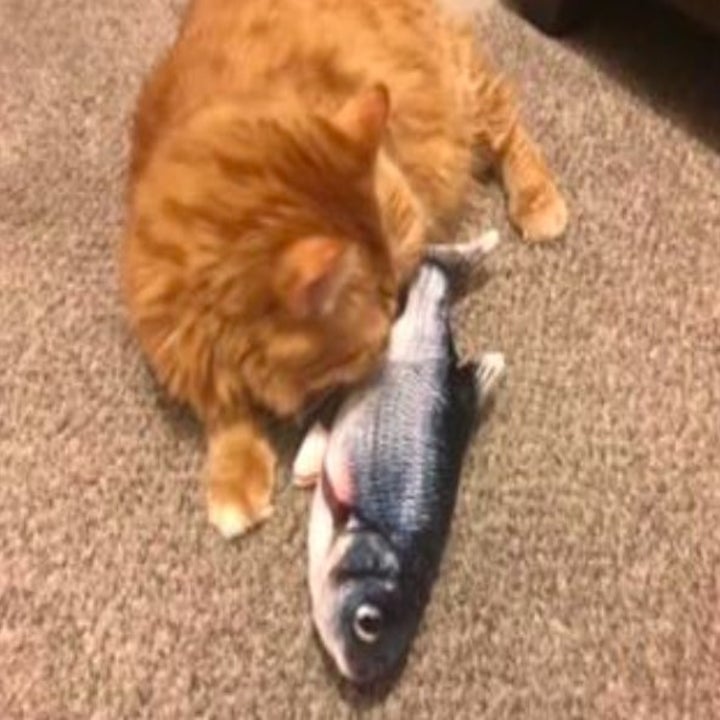 orange cat playing with a flippy fish toy