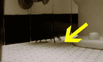 GIF of a tarantula spider walking and little pebbles being tossed at it
