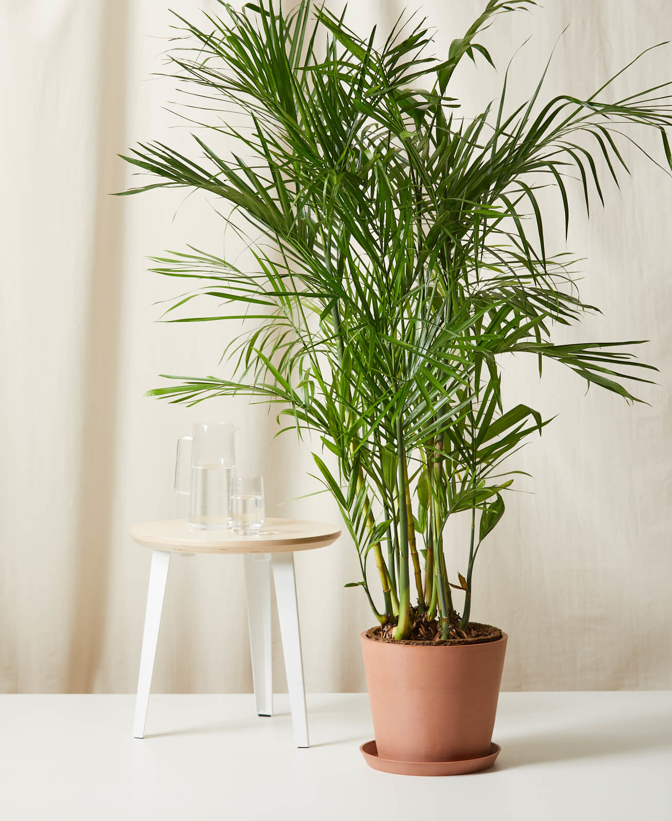 the large bamboo plant in a clay-colored planter in a room