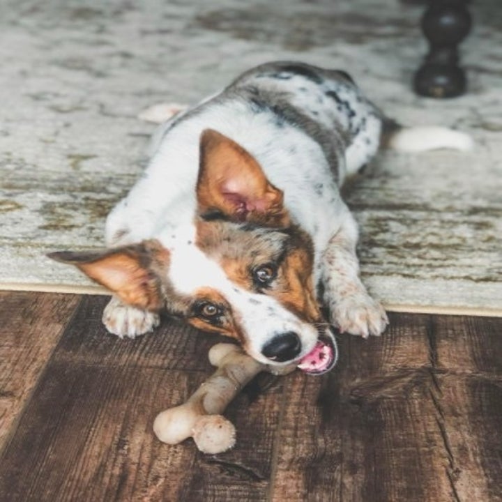 dog chewing at a durable bone toy