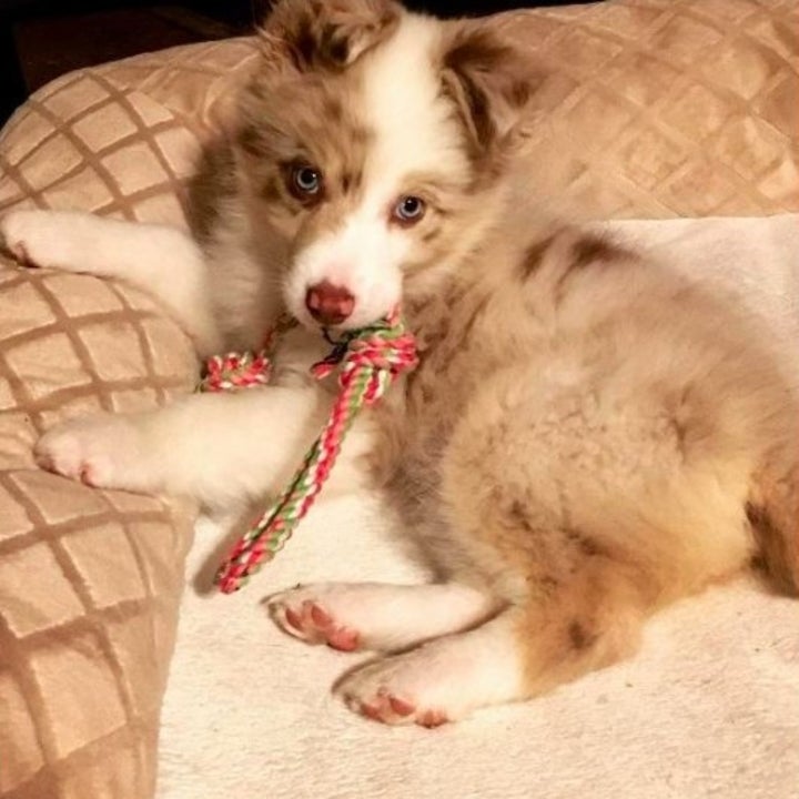 puppy chewing on a pink rope toy