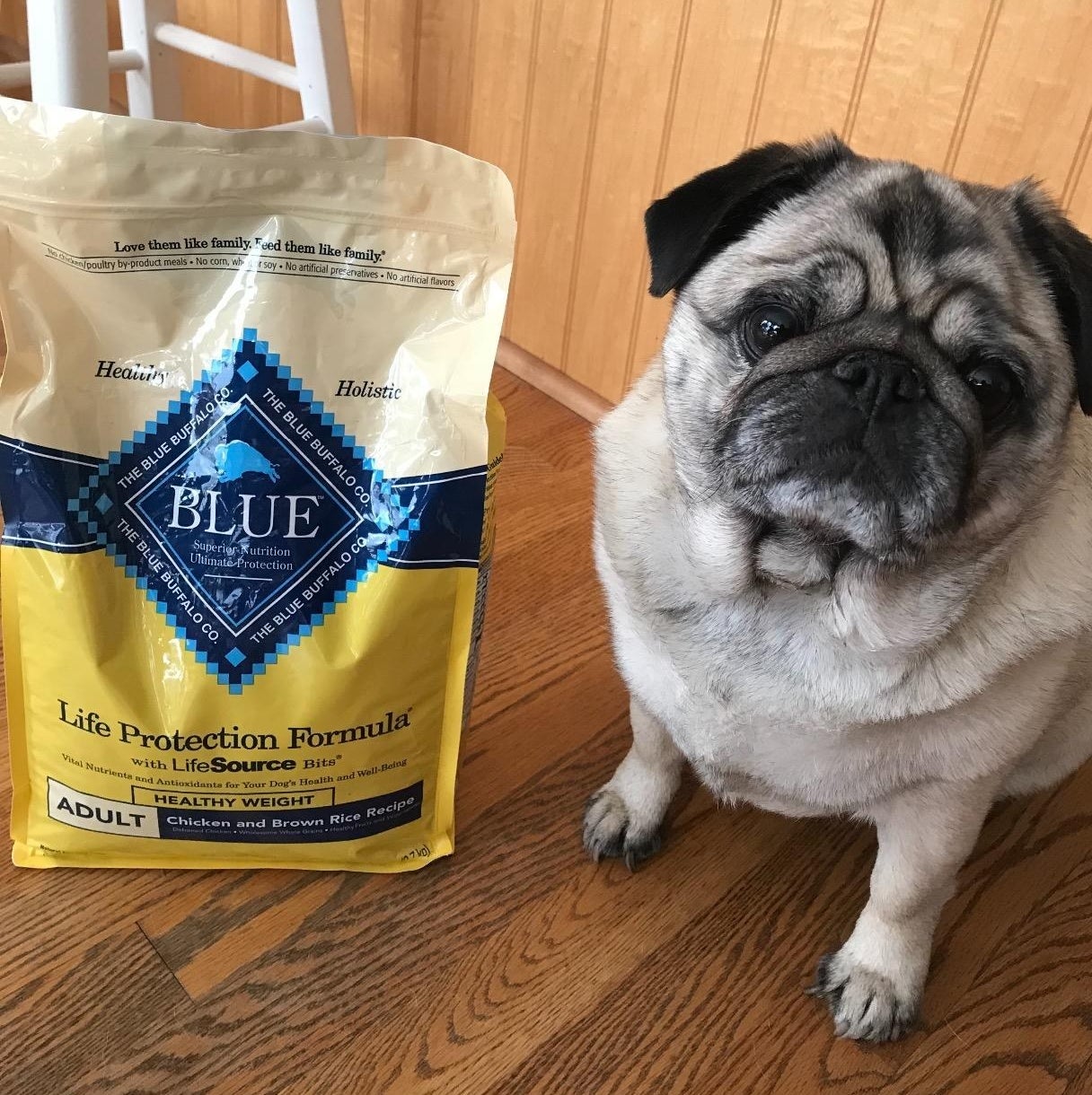The bag of dog food, standing next to a pug