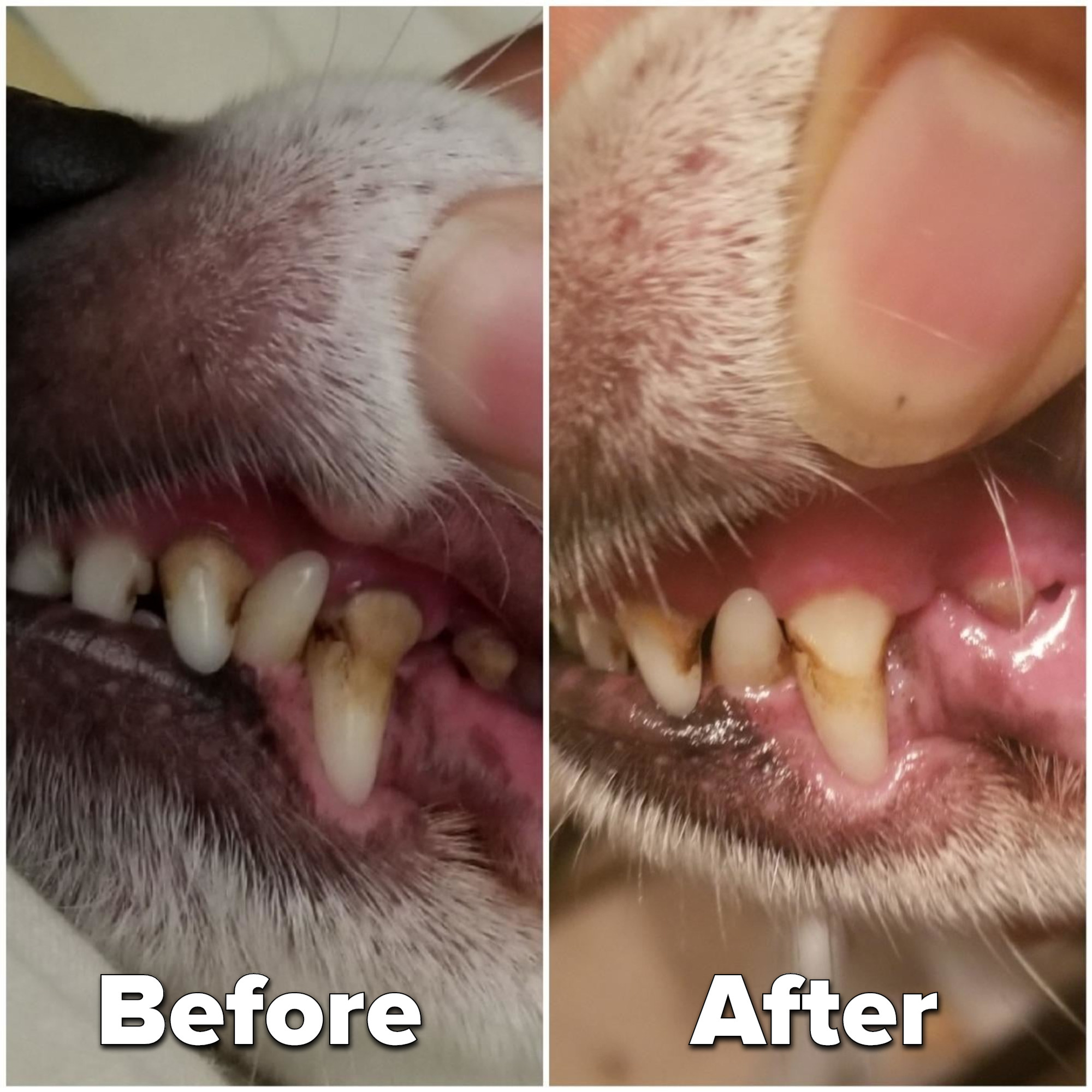 Reviewer&#x27;s photo of their dog&#x27;s teeth before and after using the water additive