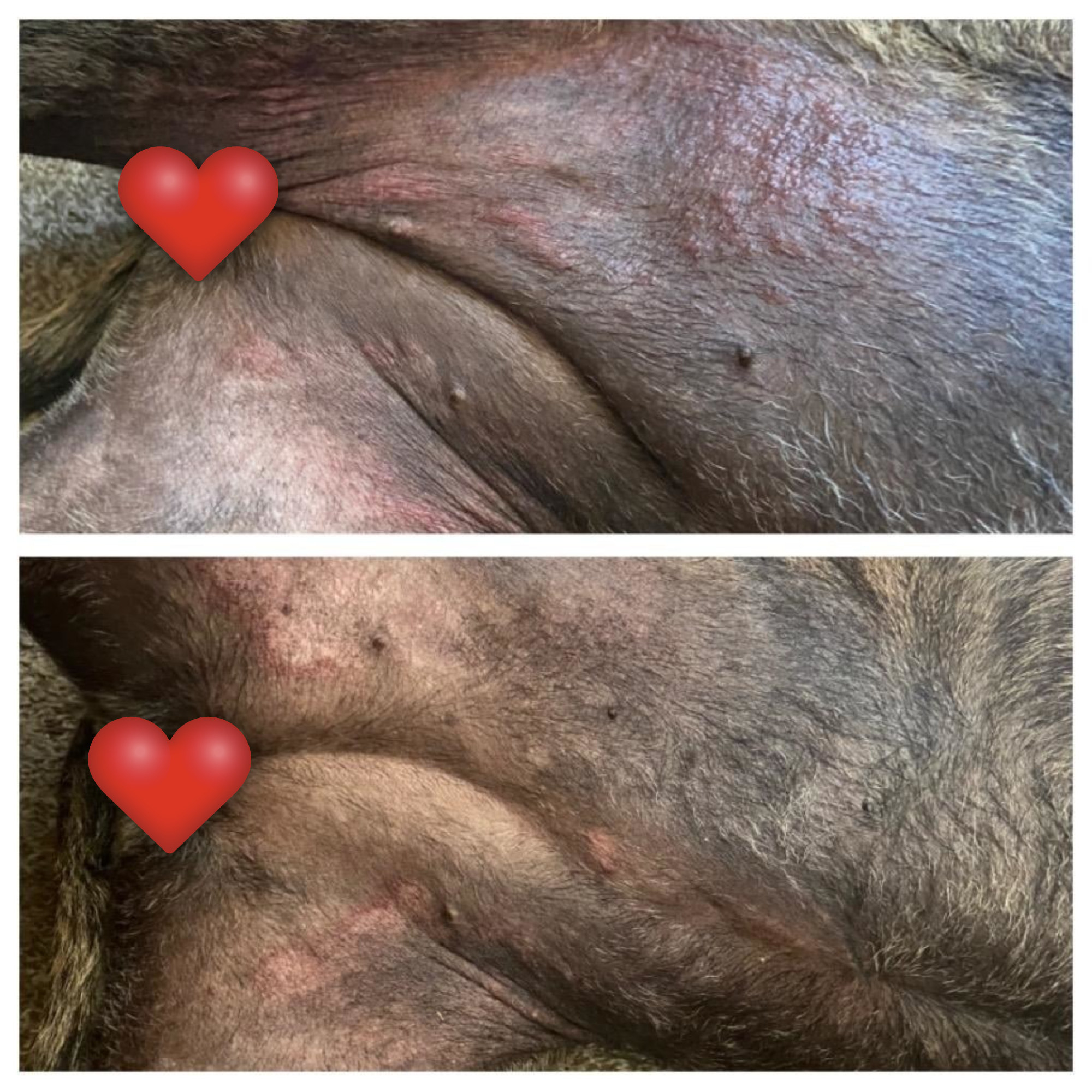 Reviewer&#x27;s photo of their dog&#x27;s belly before and after using the leave-in conditioner