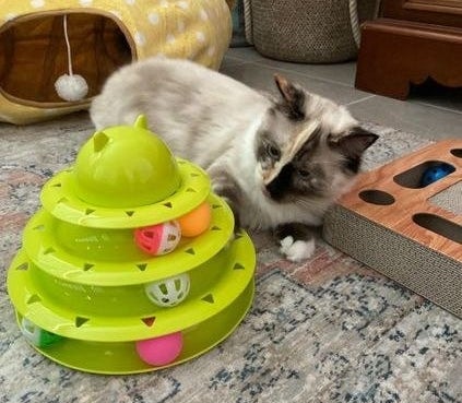 Reviewer&#x27;s cat playing with the toy