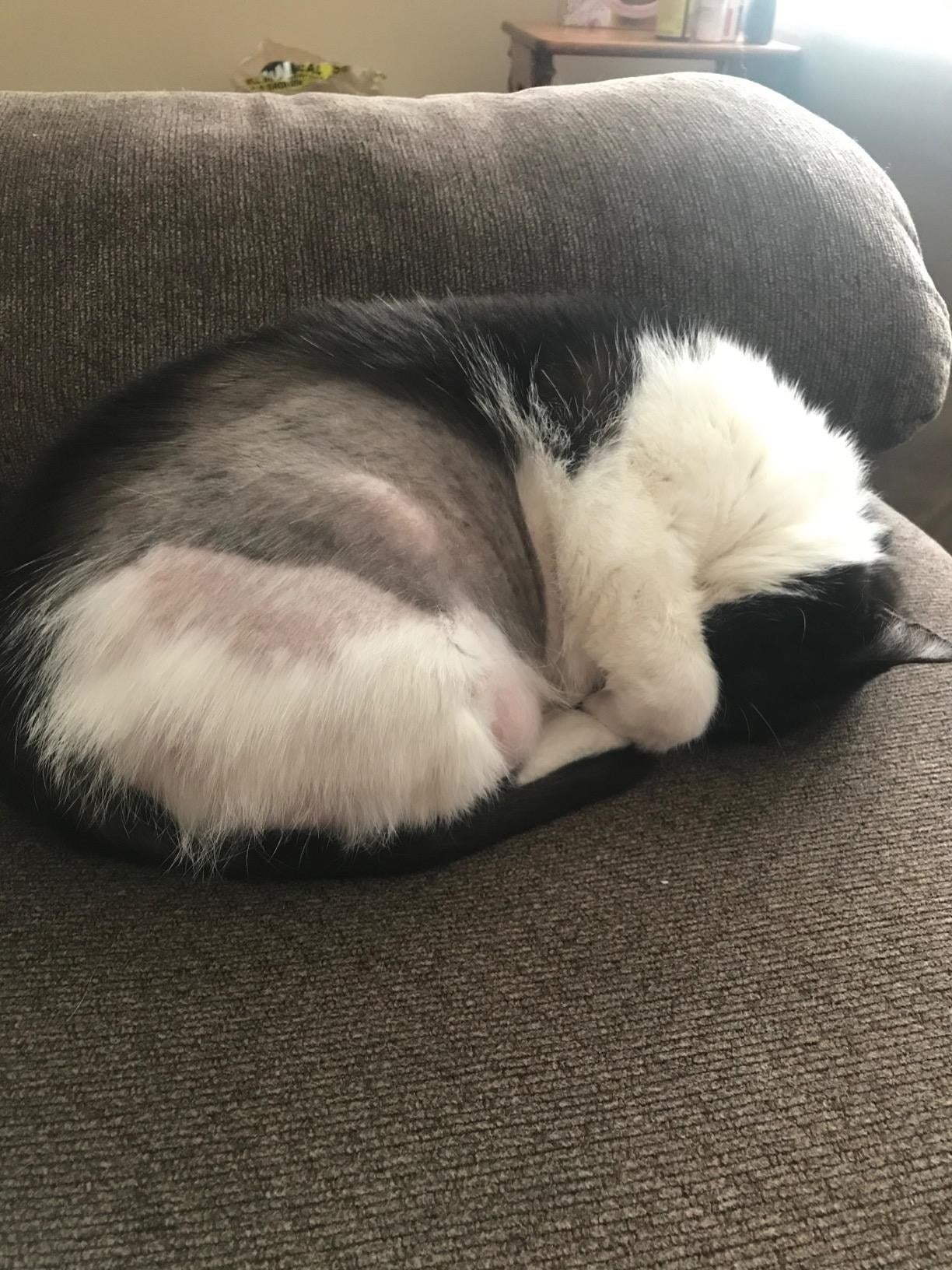 outdoor pet heating pad on 20 Things On Amazon That Outdoor Cat Owners Swear By