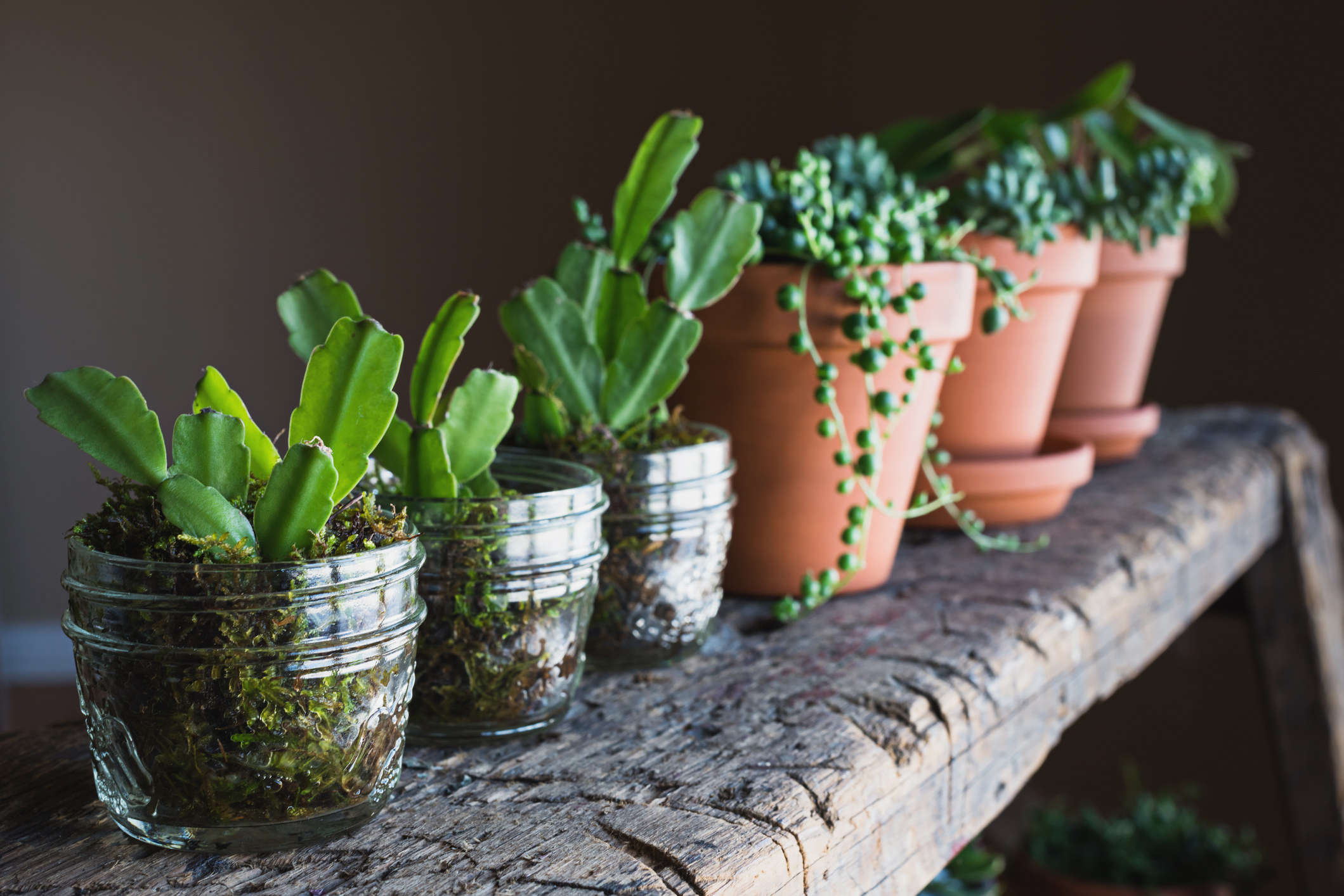 A row of houseplants