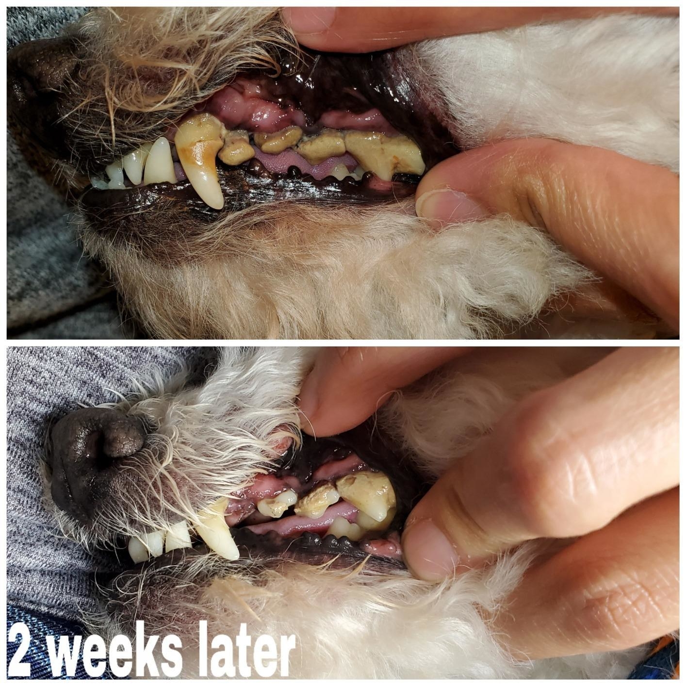 Reviewer&#x27;s photo showing their dog&#x27;s teeth before and after using the dental chews 