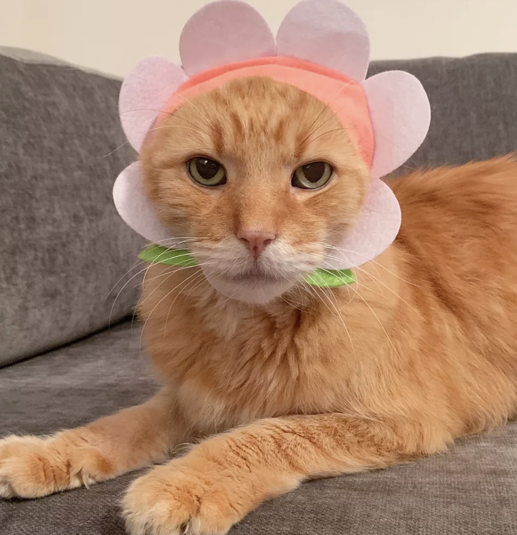 A cat in a bonnet shaped like pink petals 