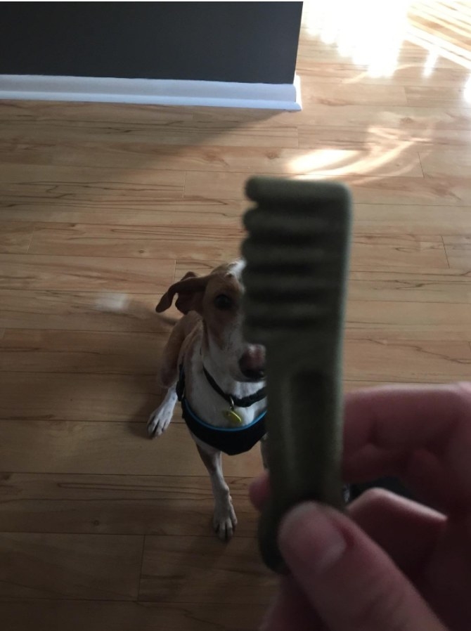 a reviewer&#x27;s dog waiting for a green bone