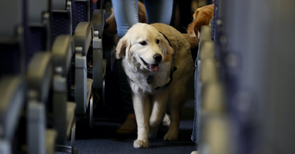 Airlines In The US Can Now Ban Emotional Support Animals From Flights