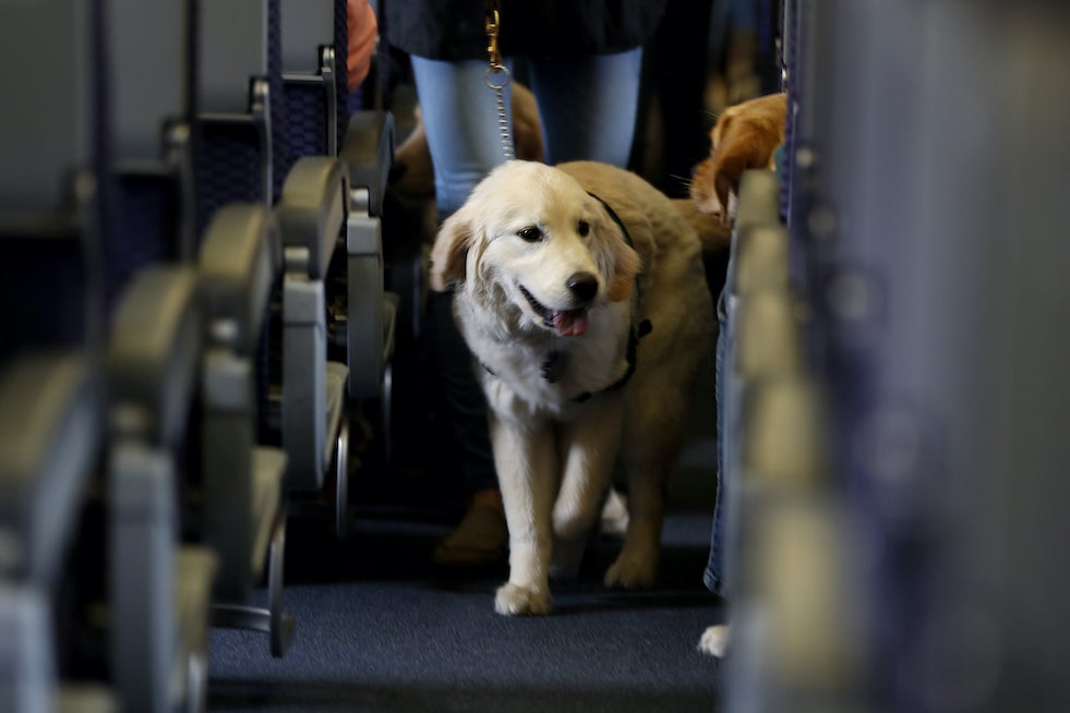 Transport Department Bans Emotional-support Animals from Airplane Cabins and will Only Allow Service Dogs to Travel with their Owners and Other Pets will have to Go in the Hold for a Fee
