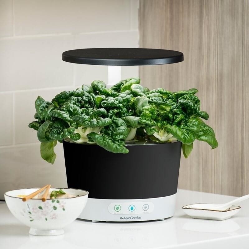 the AeroGarden styled on a counter with tons of leafy greens growing