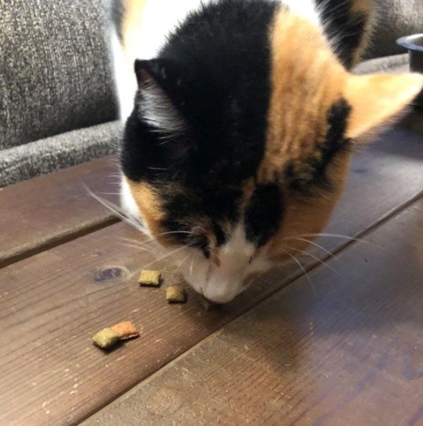a reviewers cat enjoying treats