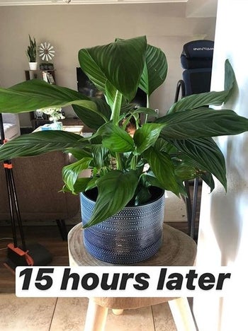 Reviewer's after picture of a now healthy looking plant with caption 