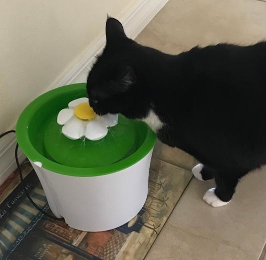 A cat drinking from the fountain