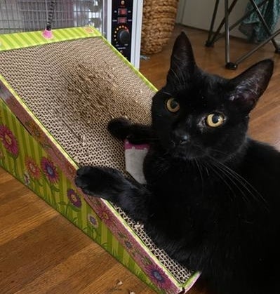 A black cat scratching the toy
