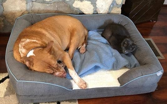 A dog and cat in the bed