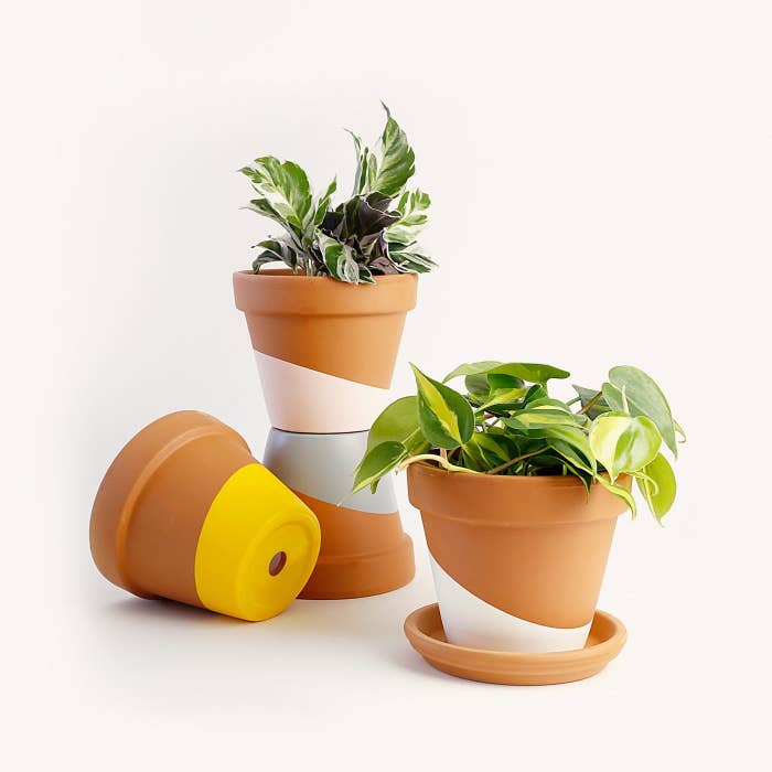 planters and plants