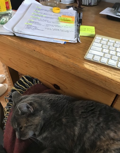 Cat on the lap by a desk