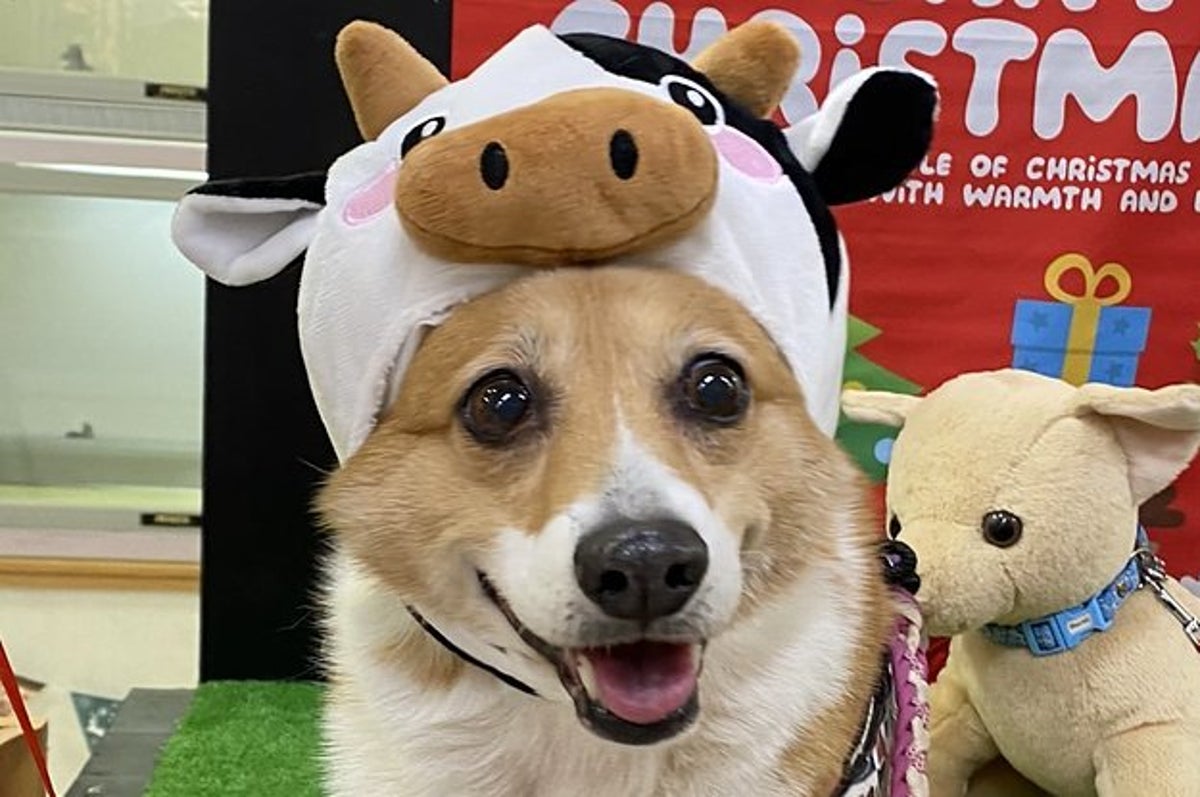 このわんこのお尻がついにバズった ぬいぐるみみたい とみんなメロメロ