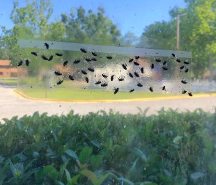 Dozens of flies on one clear sticky strip placed on reviewer&#x27;s window 