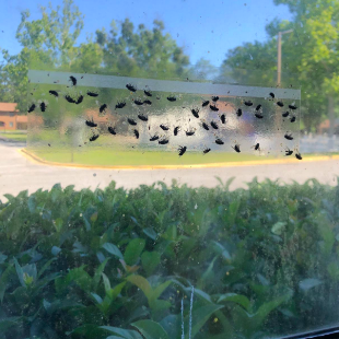 Dozens of flies on one clear sticky strip placed on reviewer's window 