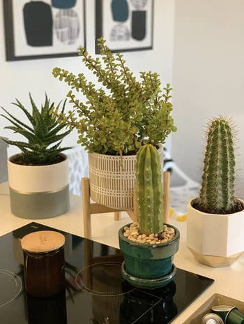 Customer's plant section featuring ceramic pot and wood stand 