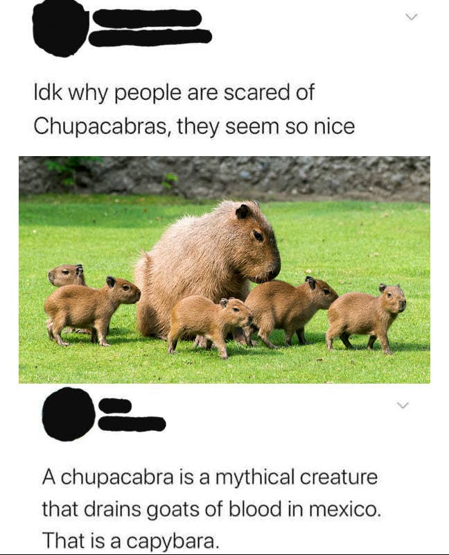 tweet of someone calling a capybara a chupacabra