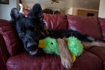 Dog holding on to green duck toy