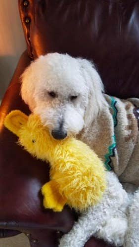 goldendoodle holding on to a duck-shaped toy