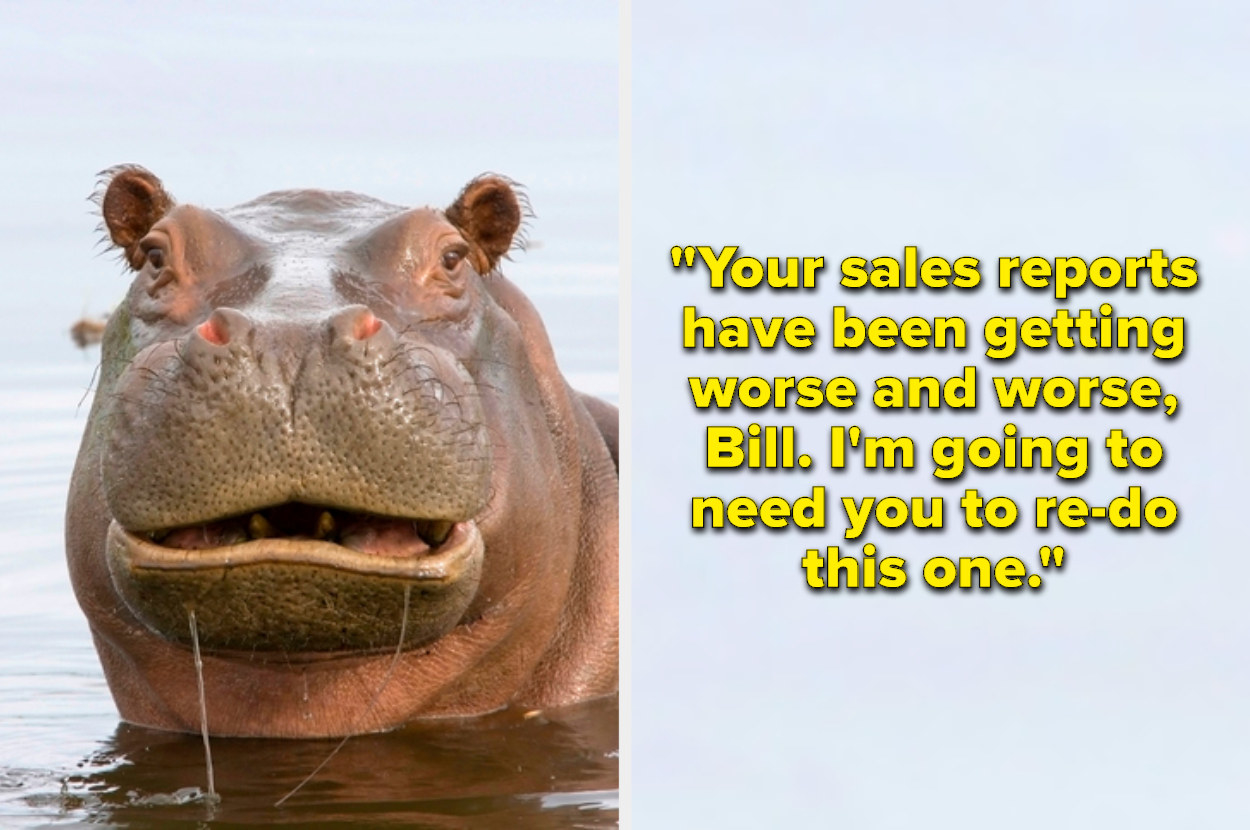 a hippo offering some criticism 