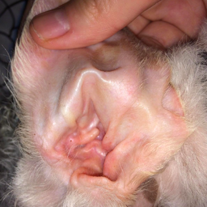 Reviewer's dog's ear totally clean after use