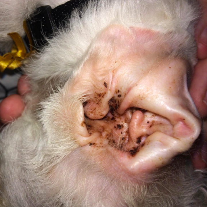 Reviewer's dog's ear covered inside with black oil and earwax spots 