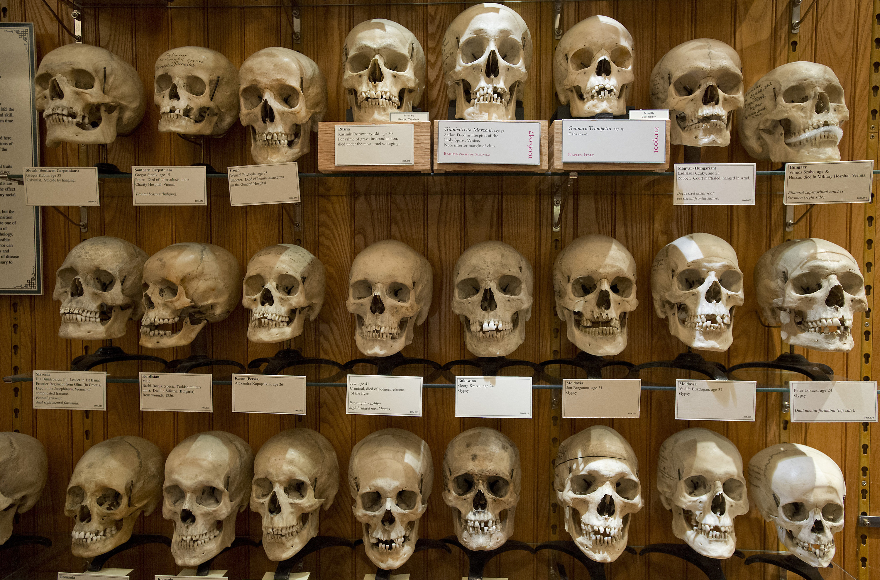 Shelves of skulls with placards