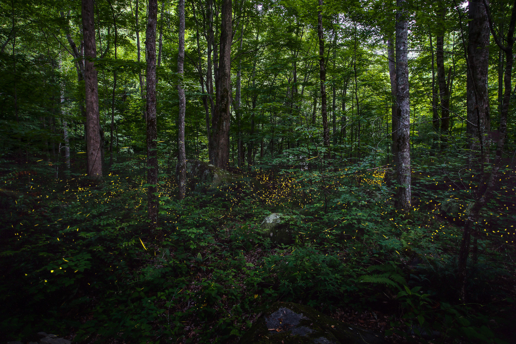 Bright yellow fireflies in dark green woods