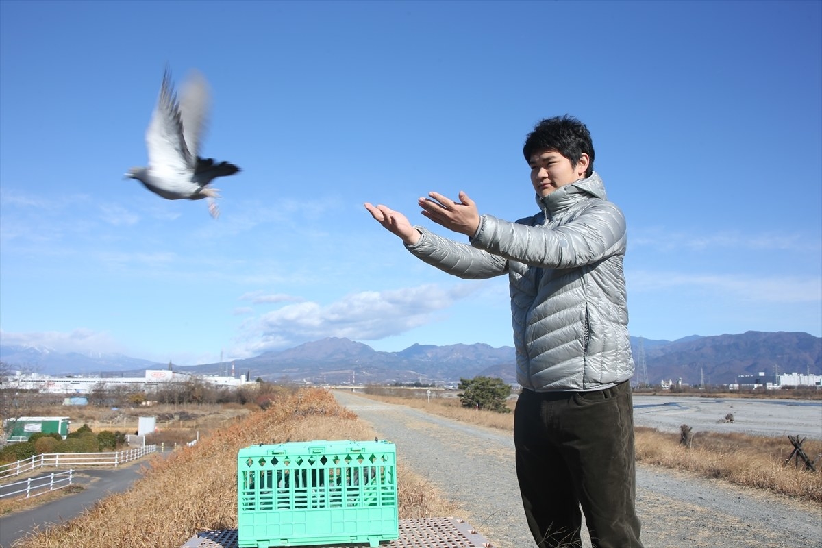 飛べ！帰れ！ 「伝書鳩」を研究する高校生が願う、携帯電話や電気に頼らない世界