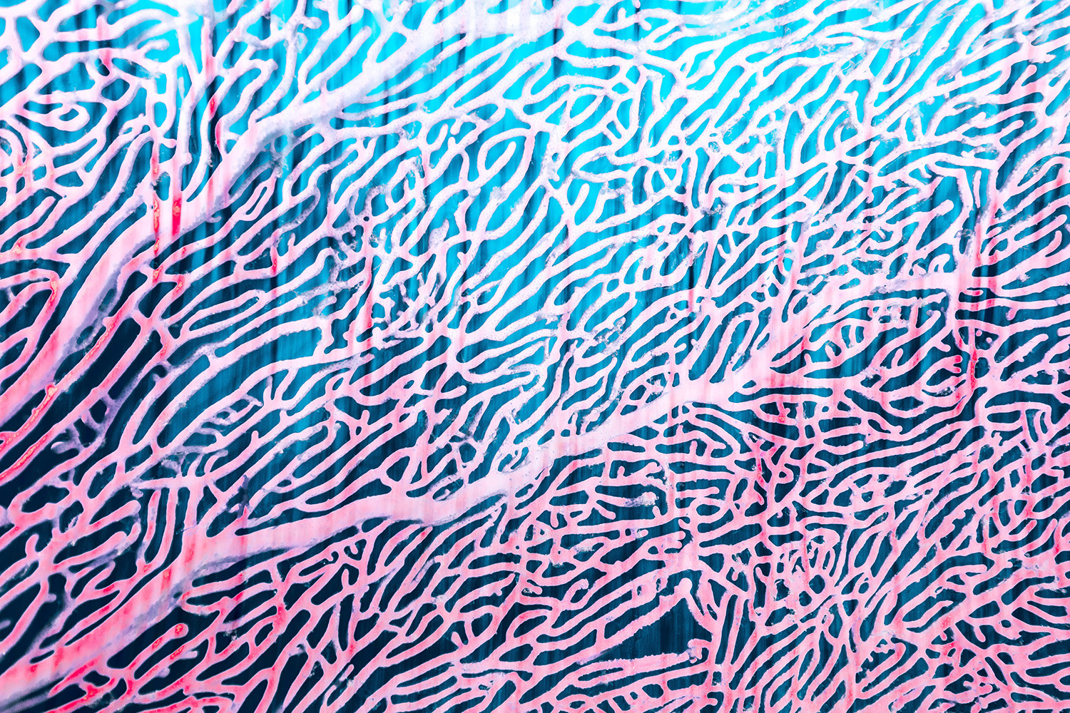 Pink coral on a blue background