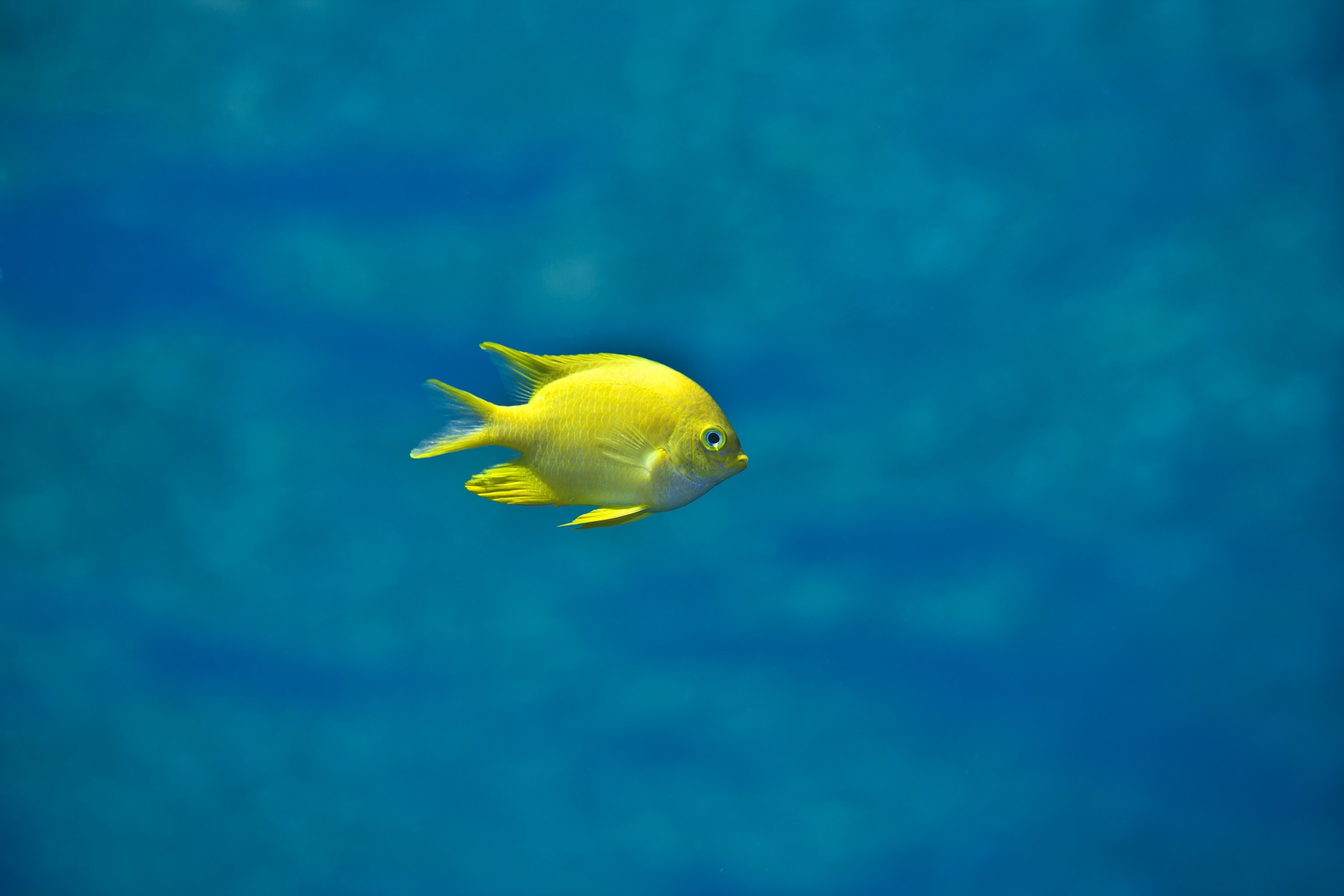 A small yellow fish